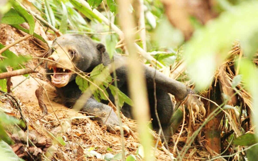 Sun bear gefangen in Schlingfalle(c)WWF Malaysia Lau Ching Fong