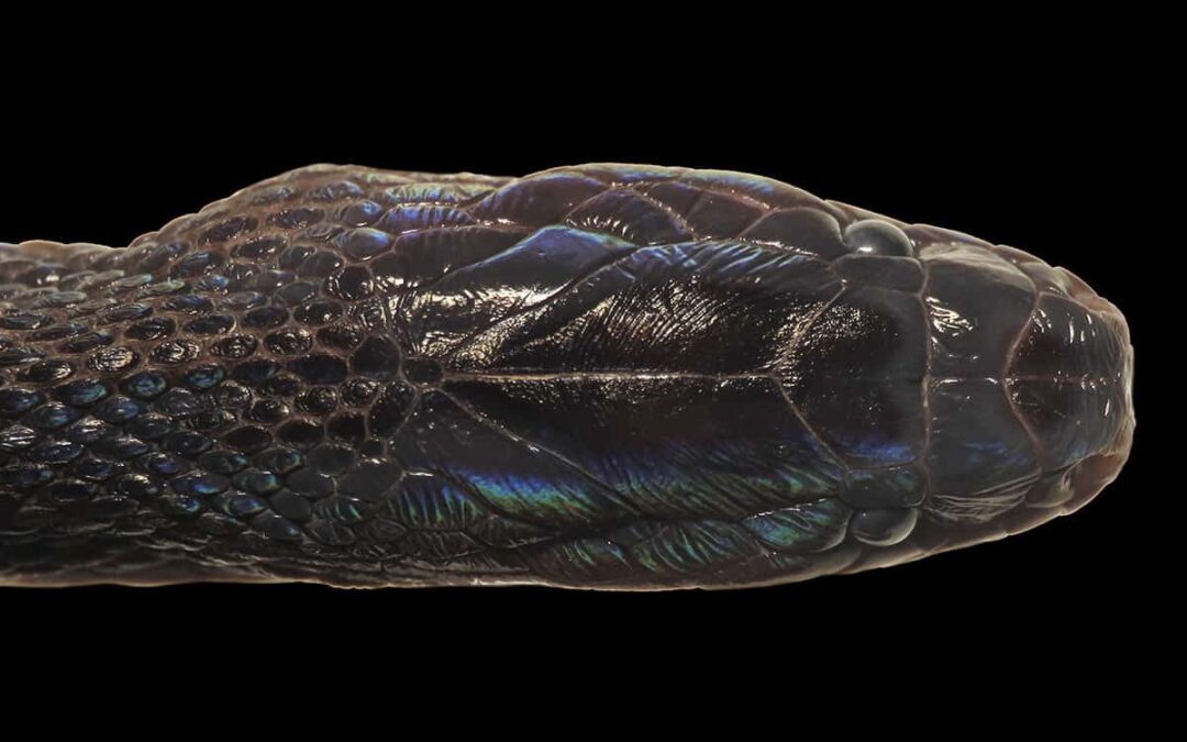 A.-zugorum, dunkellila Schlange(c)Aryeh-H.-Miller