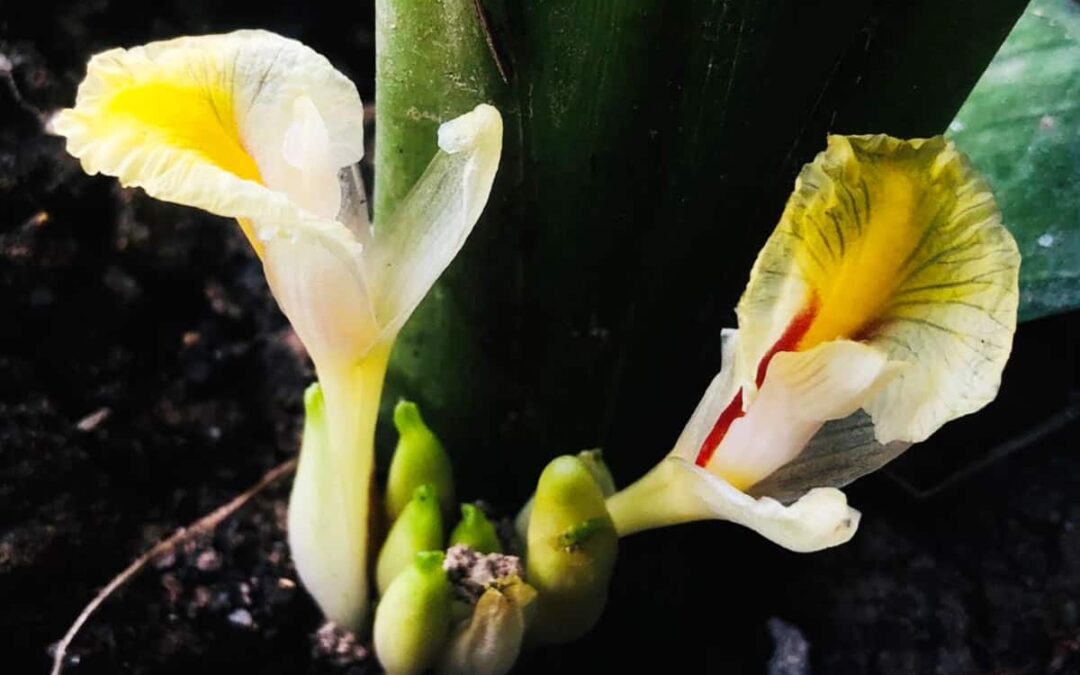 Stinkkäfer Blume_Amomum foetidum(c)Thawatphong Boonma