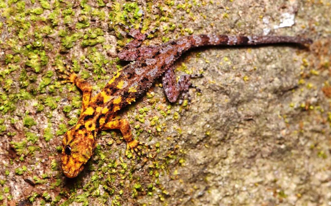 Gecko_Cnemaspis selenolagus(c)Mali Naiduangchan