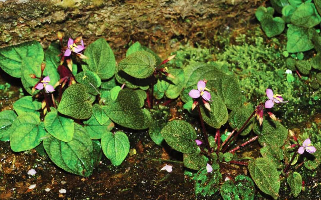 Sonerila_cardamomensis(c)Seong Hyun Cho