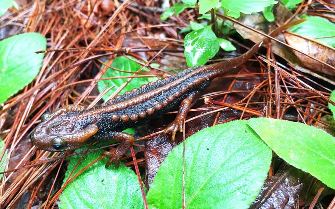 T.phukhaensis(c)Porrawee Pomchote