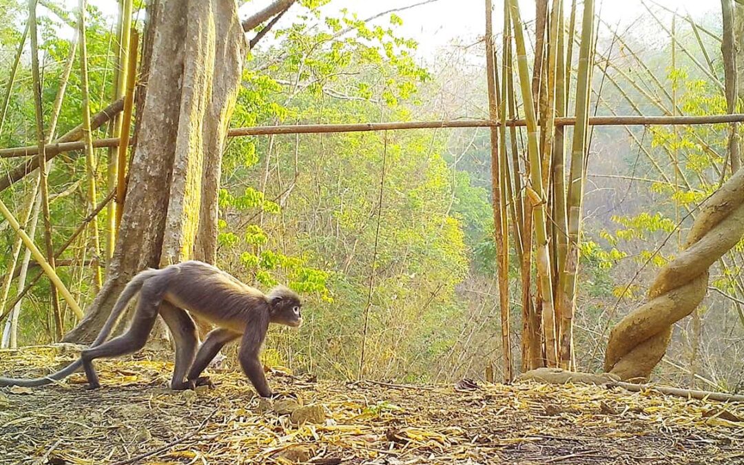 Affenart_T.-popa(c)WWF Myanmar