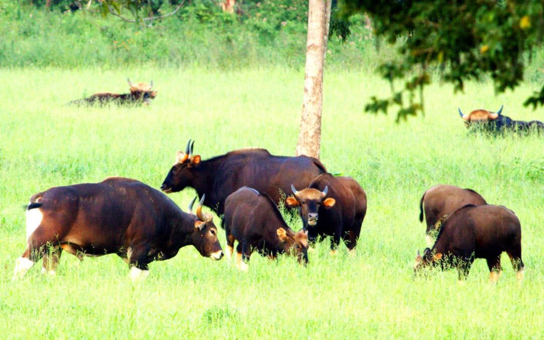 Gaur im Kui Buri NP(c)WWF Greater Mekong/Wayuphong Jitvijak
