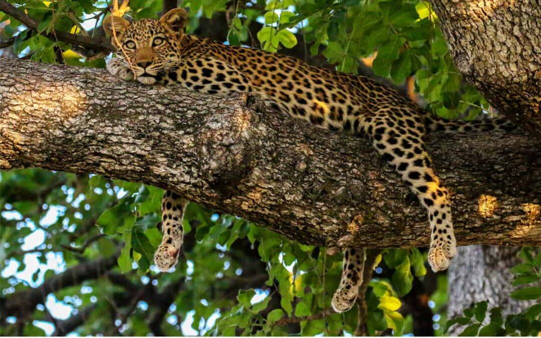 Leopard liegt auf Baum(c)WWF-US/ Jeff Muller