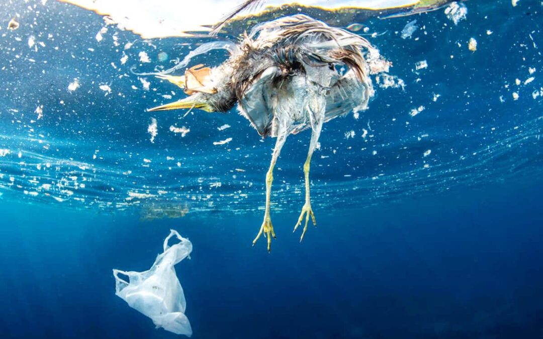 Seevogel in Plastik(c)Shutterstock/ Krzysztof Bargiel/ WWF