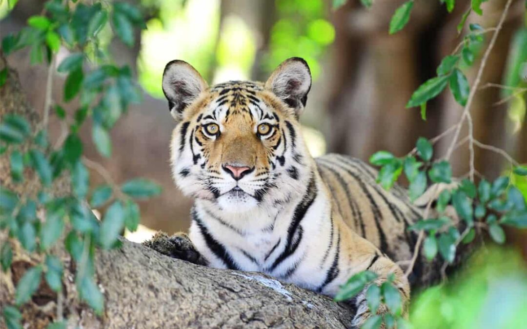 Tiger liegend zwischen Blättern(c)Dr Sanjay K Shukla/WWF International