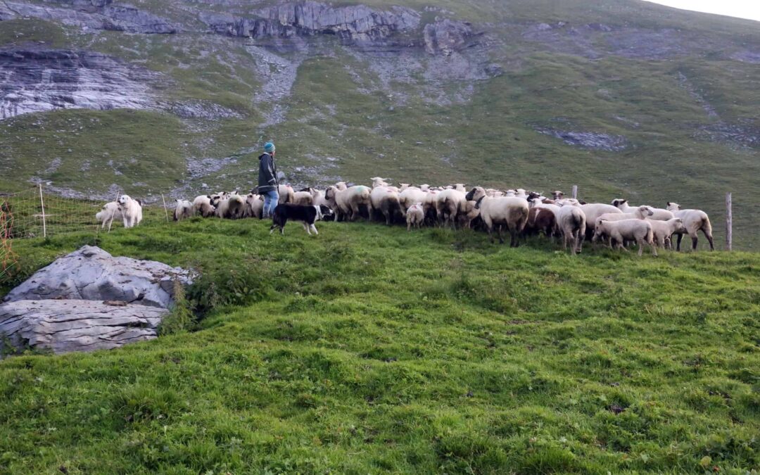 Astrid-mit-400-Schafen-von-8-Besitzern(c)CHWolf