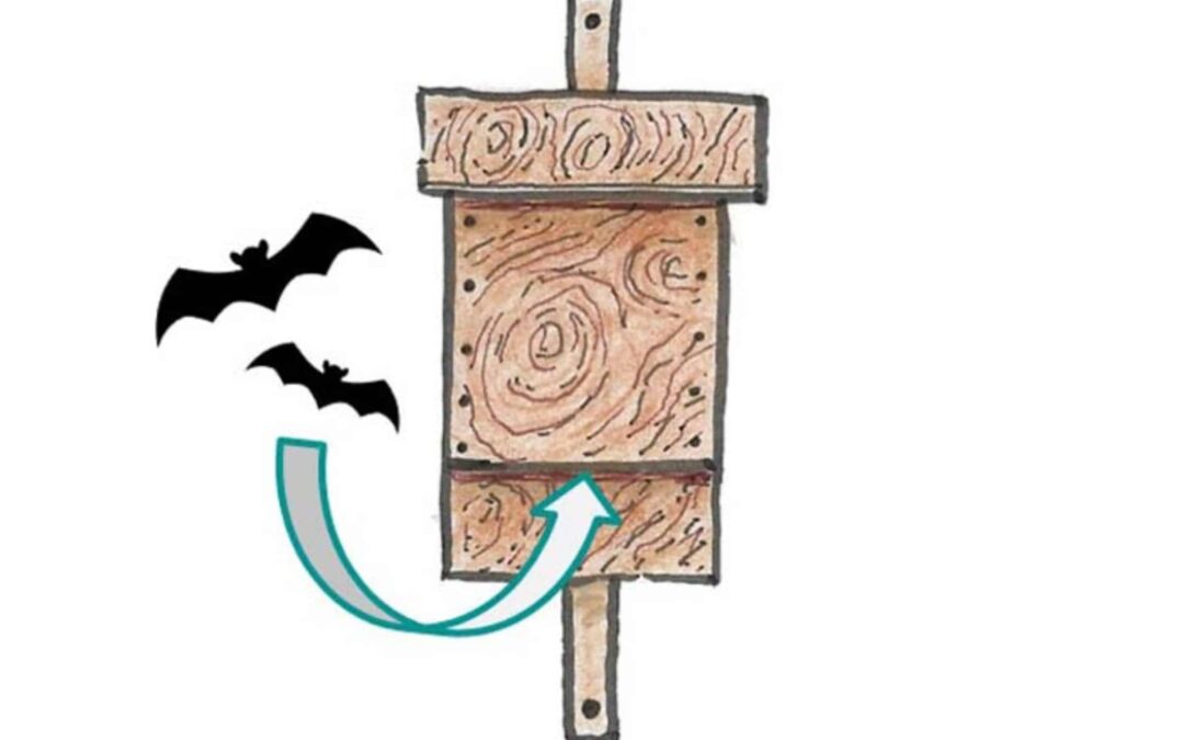 Fledermaushaus(c)WWF-D