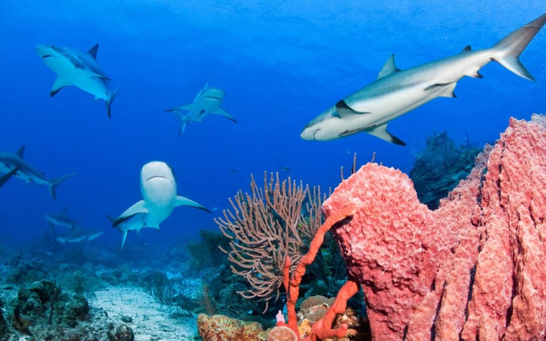 Riffhaie©Antonio Busiello_WWF-US