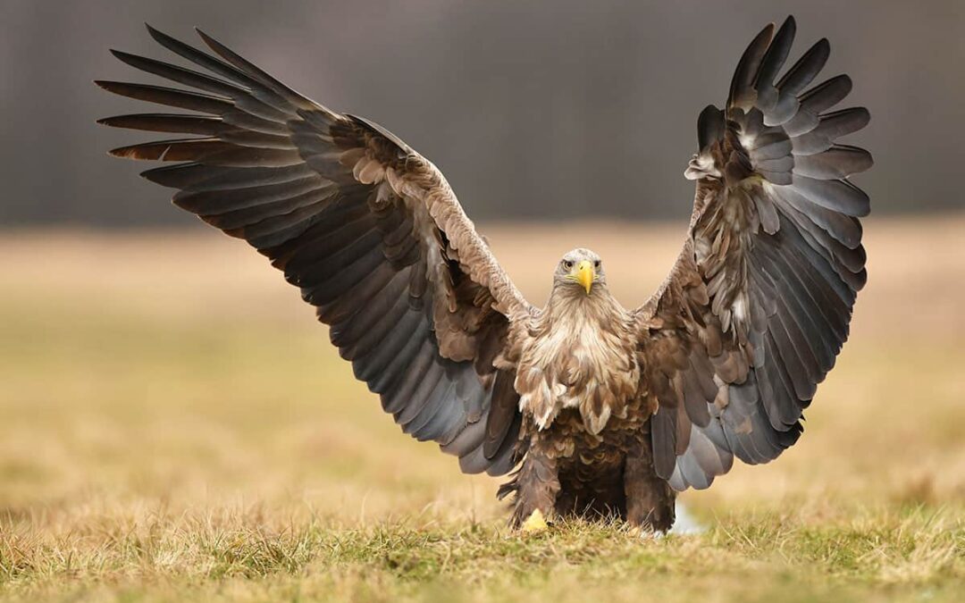 Adler (c) Adobe_Stock_Piotr_Krzeslak
