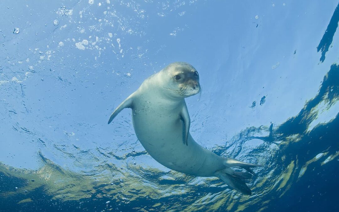 Mittelmeer Mönchsrobbe (c) Adobestock anemone