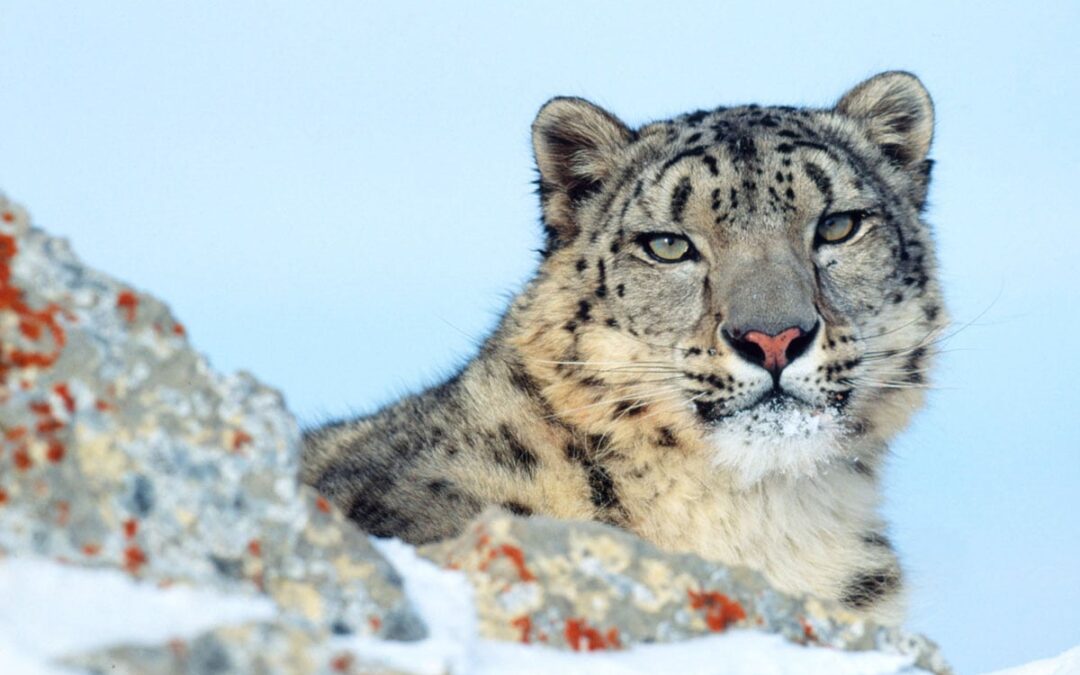 Schneeleopard. (c) Klein & Hubert WWF