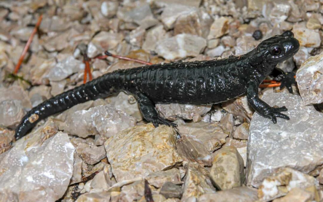 Alpensalamander(c)pixabay