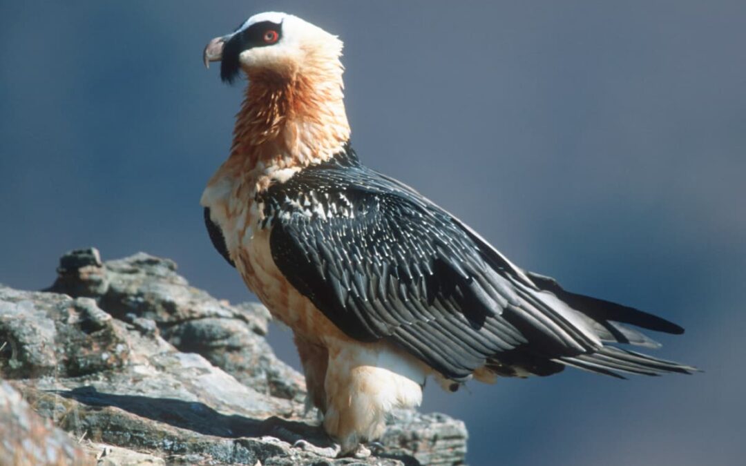 Bartgeier (c) Martin Harvey/WWF