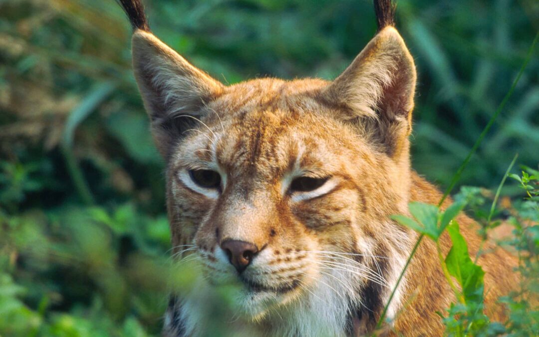 Luchs im Wald