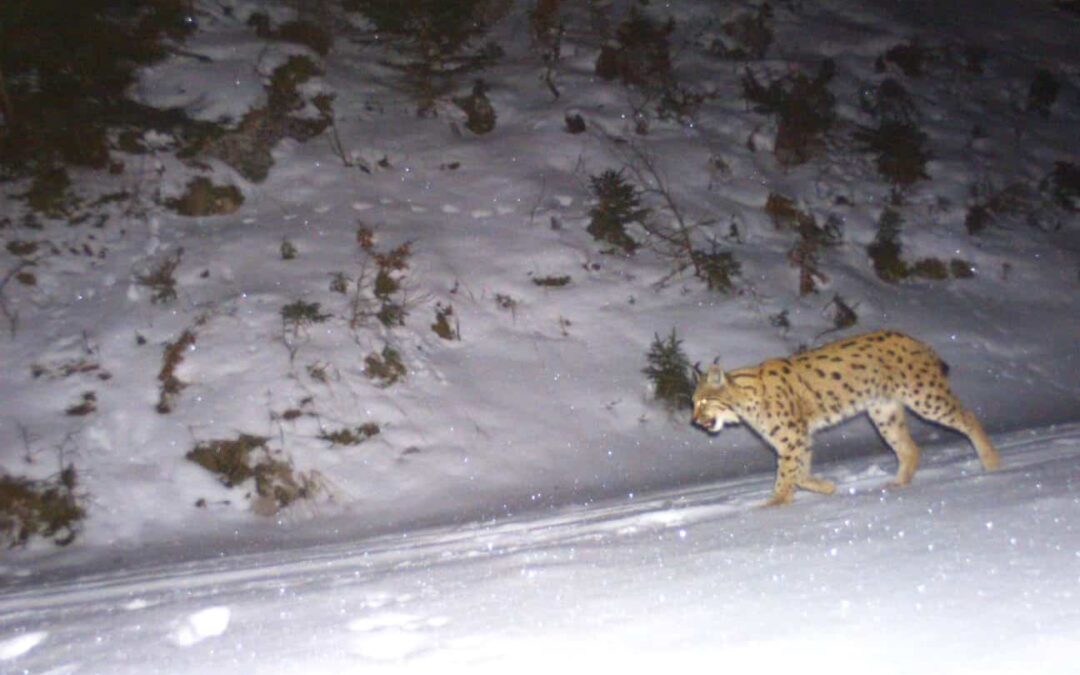 Luchs im Wr. Quellschutzgebiet