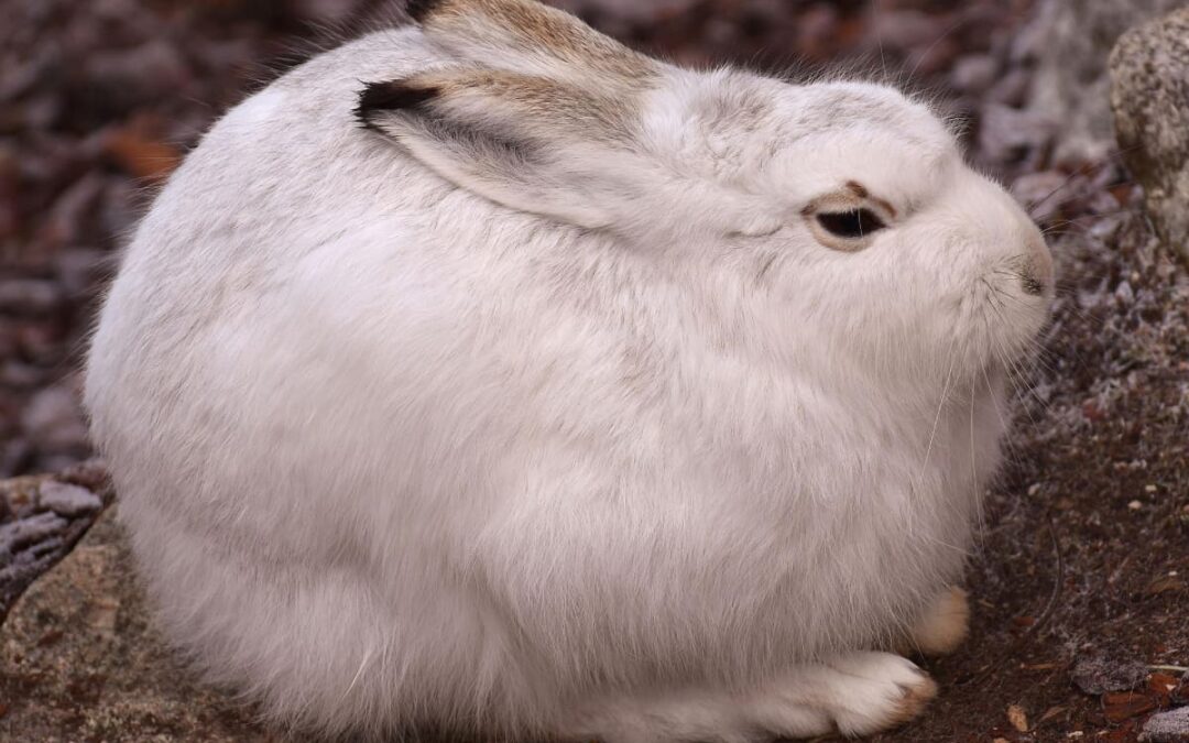 Schneehase(c)pixabay