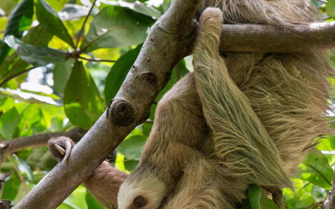 Faultiermutter_hochf©naturepl.com Suzi Eszterhas WWF