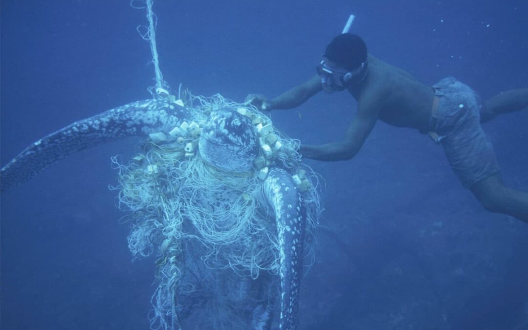 Leatherback Schildkröte in einem Netz verfangen (c) Michel Gunther WW2256