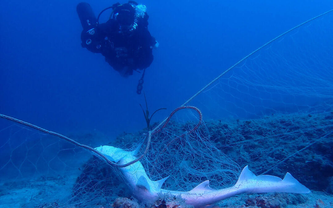 wwf-at_Kroatien_Meere-c-Danijel Kanski_