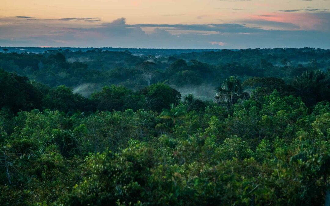 Amazon forest canopy at sunset, La Chorrera, Amazonas Department, Colombia.© Luis Barreto/WWF-UK