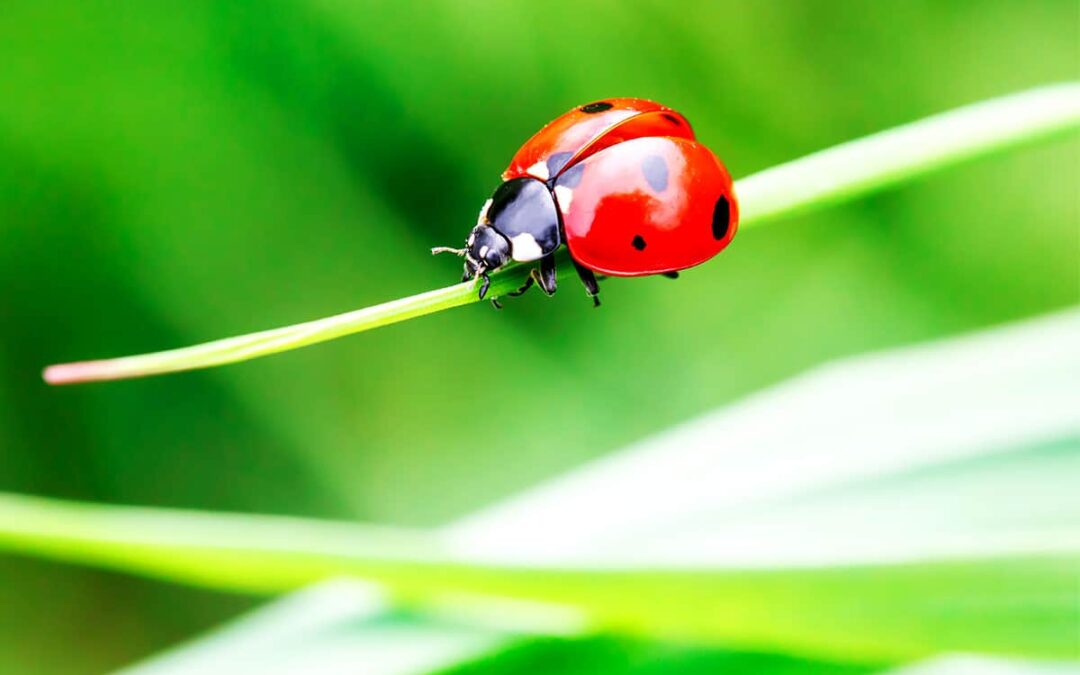 Marienkäfer(c)AdobeStock_184679416