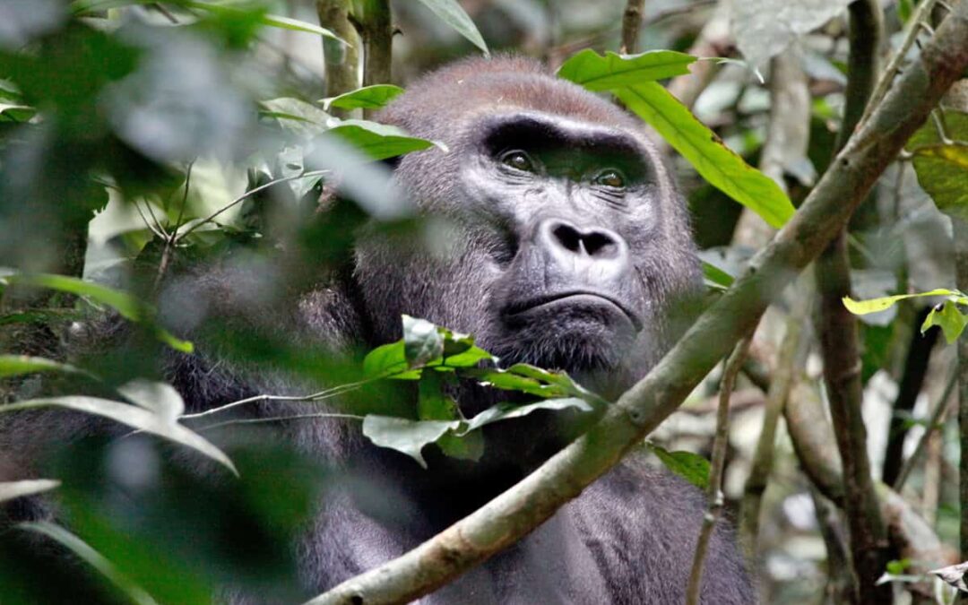 Westlicher Flachlandgorilla (c) WWF/Carlos Drews