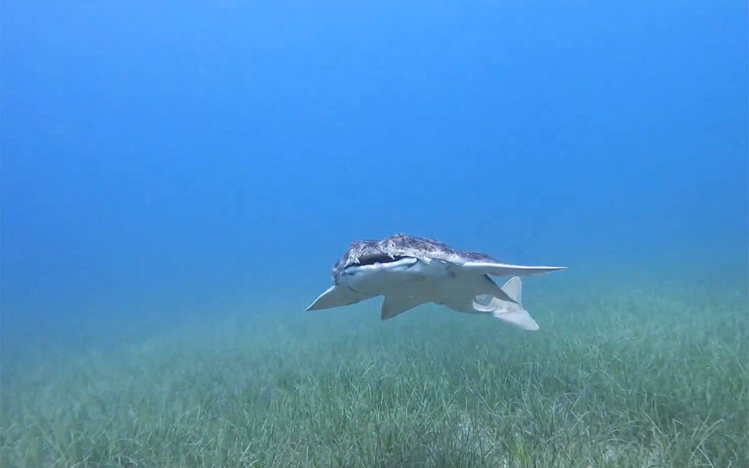 wwf-at_Engelhai_Mittelmeer_(c)Nikola Kosanović