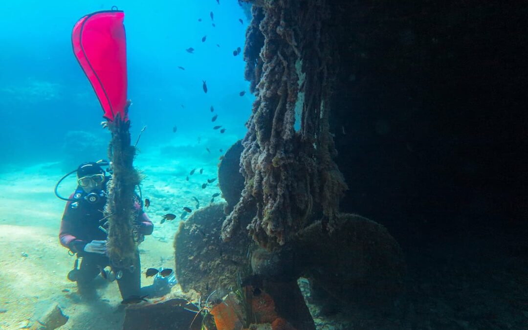 wwf-at_Molat_Andrea_(c)Matko Pojatina