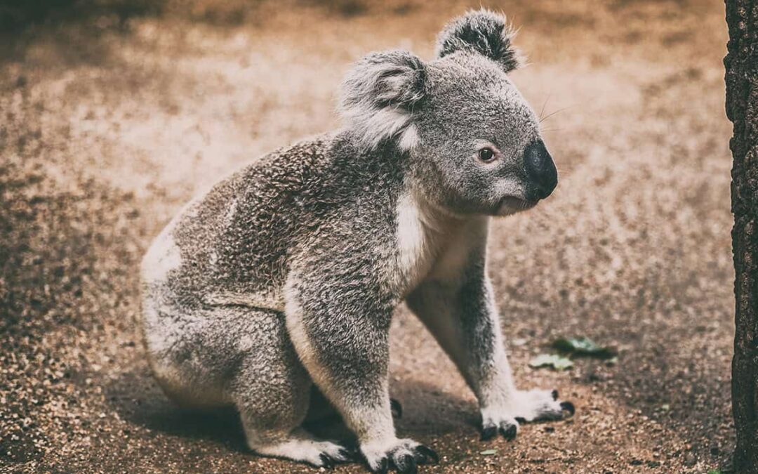 Koala (c) AdobeStock_319051148