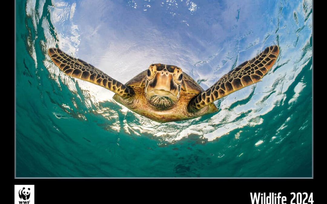 WWF Wildlife Kalender 2024 Cover