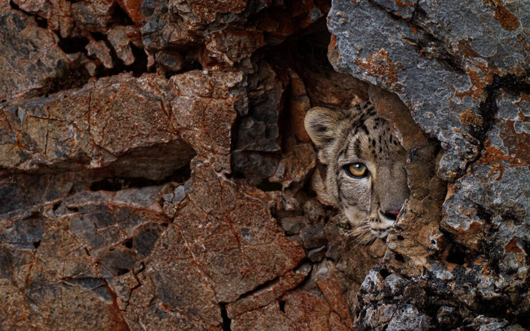 wwf-at_Schneeleopard_Nahaufnahme©️Luo Xiaoyun