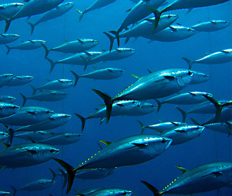 Yellowfin Schwarm 800×800 (c) Guido Montaldo/ WWF