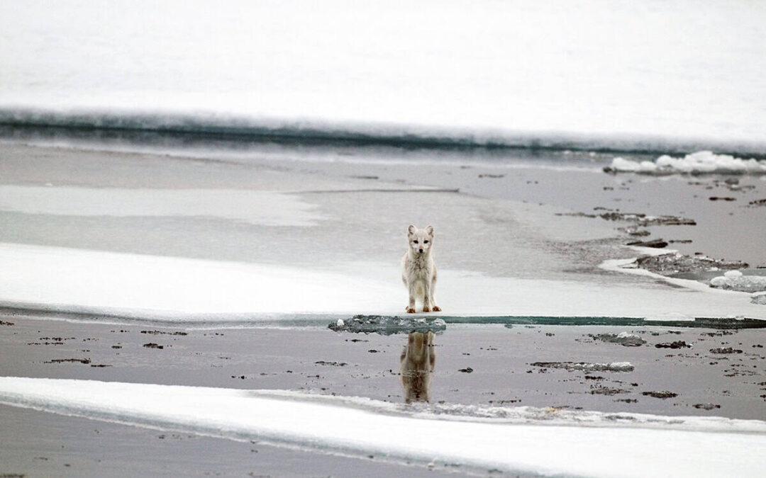 wwf-at_Polarfuchs_Spitzbergen_(c)Steve Morello_WWF