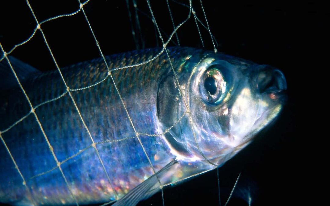 Atlantic Herring in a fishing net. Stavanger, Norway