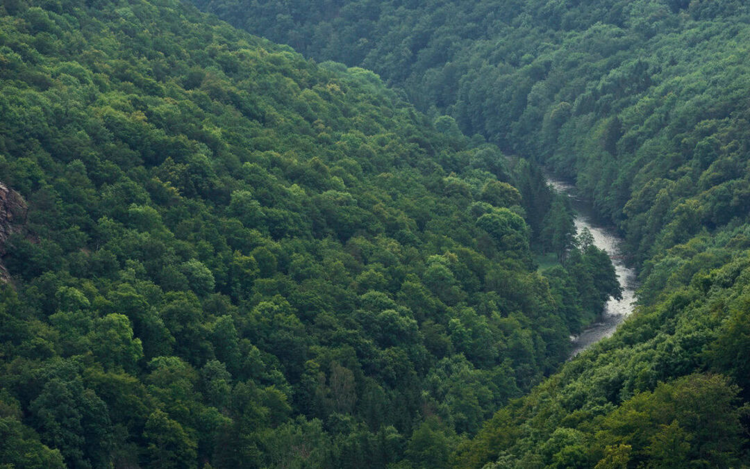 Mittleres Kamptal – Naturwälder (c) Matthias Schickhofer