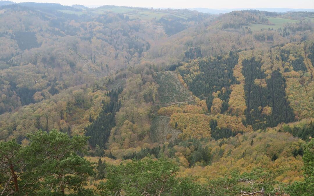 hügelige Waldlandschaft (c) Karin Enzenhofer