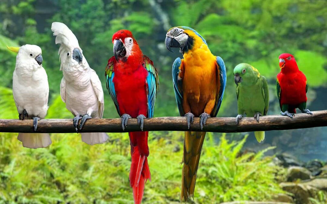bunte Vögel (c) AdobeStock_668522262_razihusin