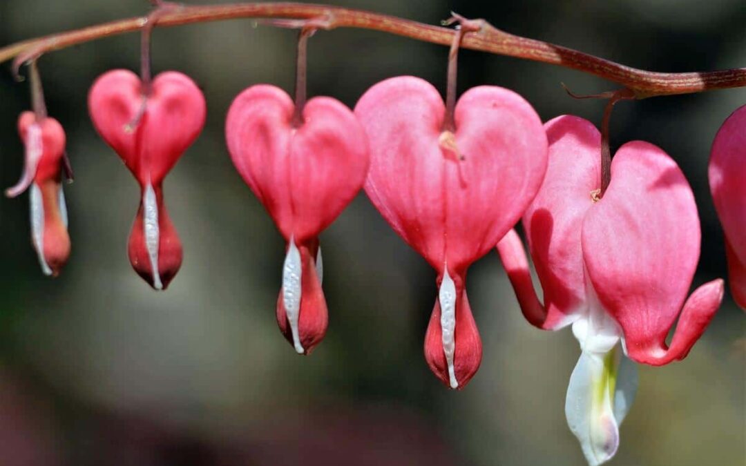 Tränendes Herz (Lamprocapnos spectabilis)