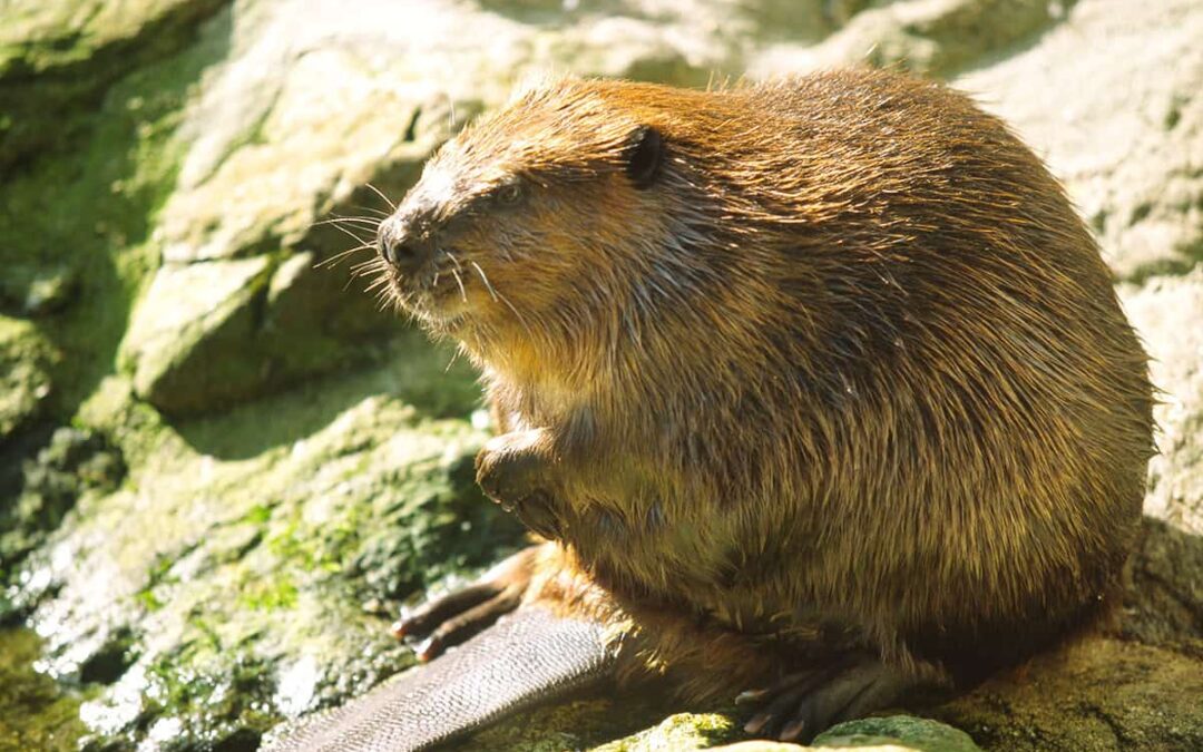 Europäischer Biber am Ufer sitzend(c)B. Werle/4nature
