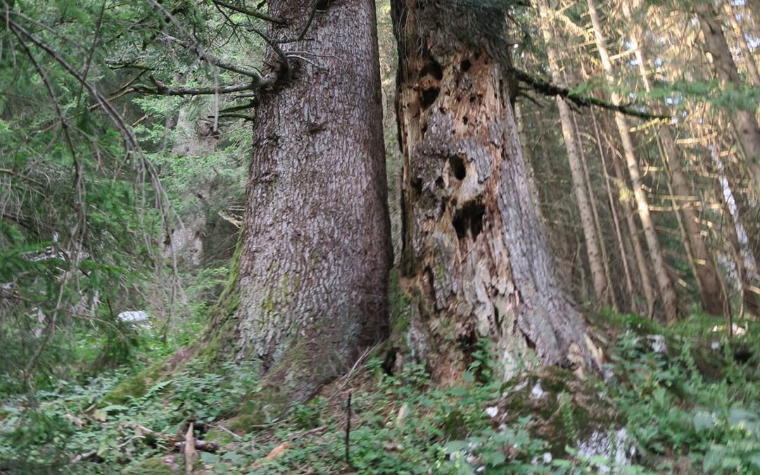 Totholz im Wald (c) Karin Enzenhofer