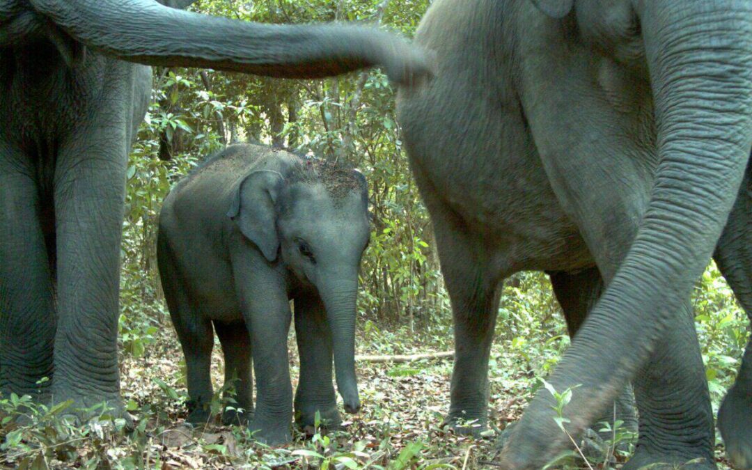 wwf-at_asiatische-elefanten-cambodia