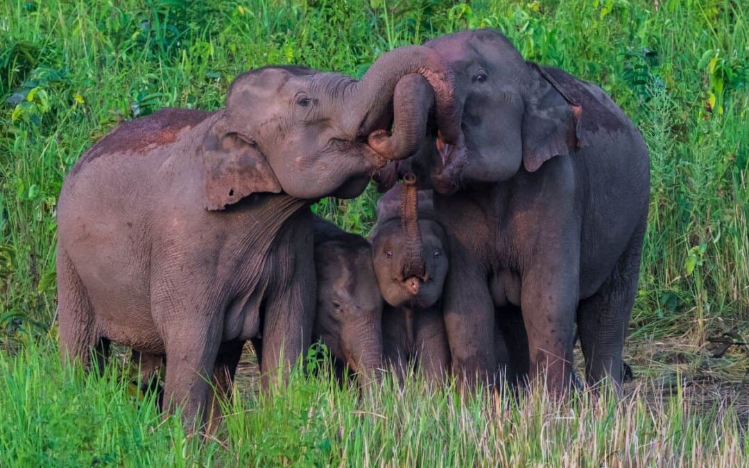 wwf-at_asiatische-elefanten-myanmar