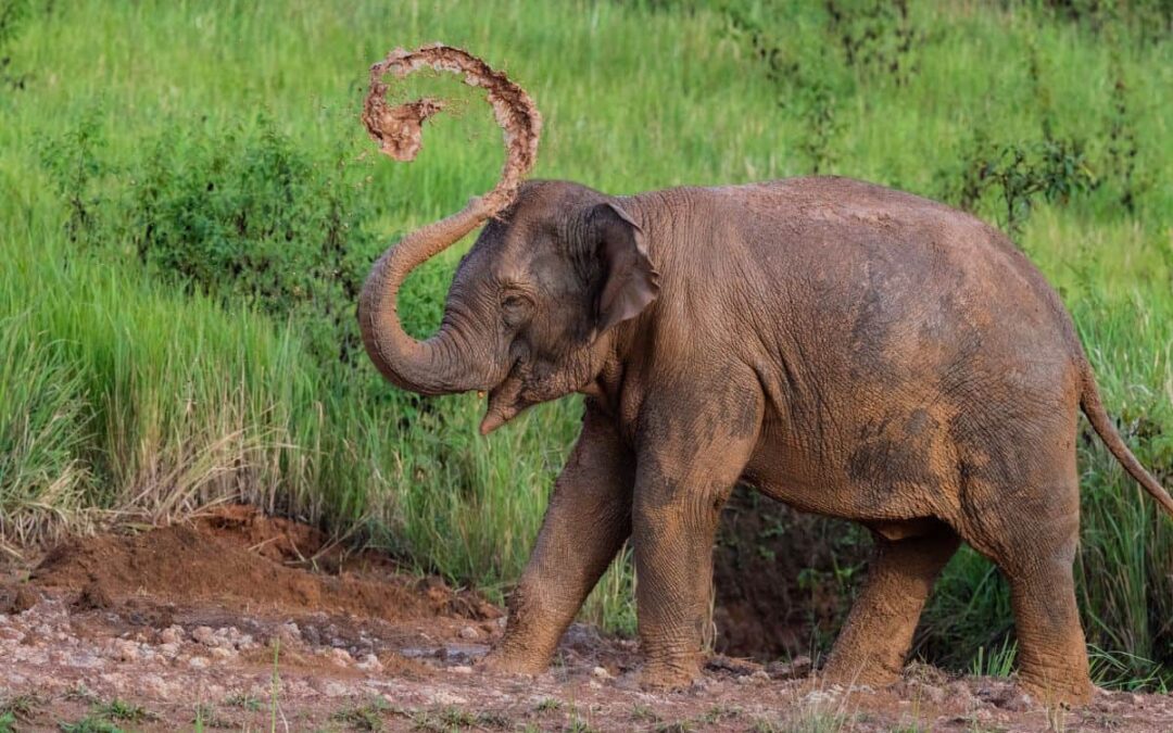 wwf-at_dawna-tenasserim_myanmar