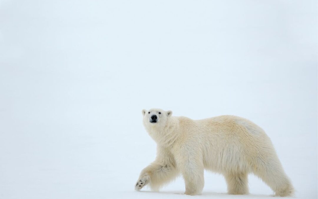 wwf-at_eisaber_svalbard_c_naturepl.com_Andy Rouse _WWF