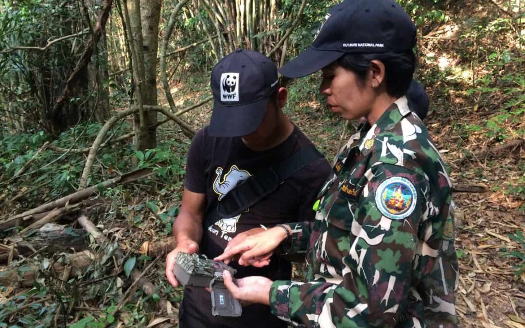 wwf-at_elefanten-wildtierkameras