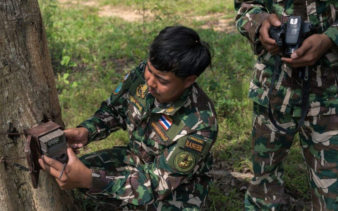 wwf-at_kui-buri-ranger-kamerafalle