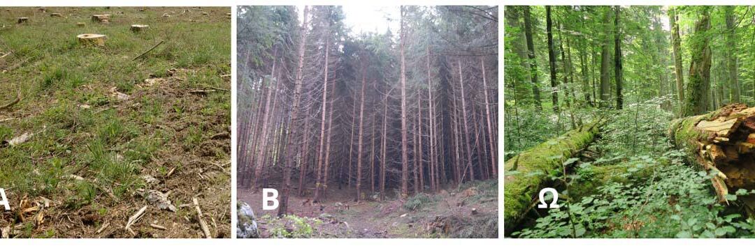 Waldflächen nach Stanturf