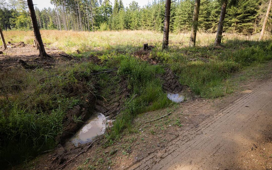 Waldboden (c) Christian Lendl